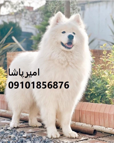فروش-توله-سگ-سامویید-اصیل-در-مجموعه-امیرپاشا