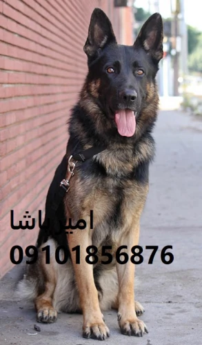 توله-ژرمن-شپردِ-ما-هم-گاردِ-خونه-هم-دوستِ-بچه‌