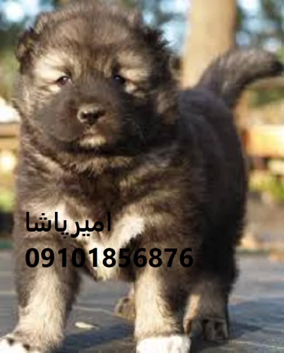 فروش-قفقازیِ-نگهبانی-—-اصیل-ترکمن-در-محمدشهر