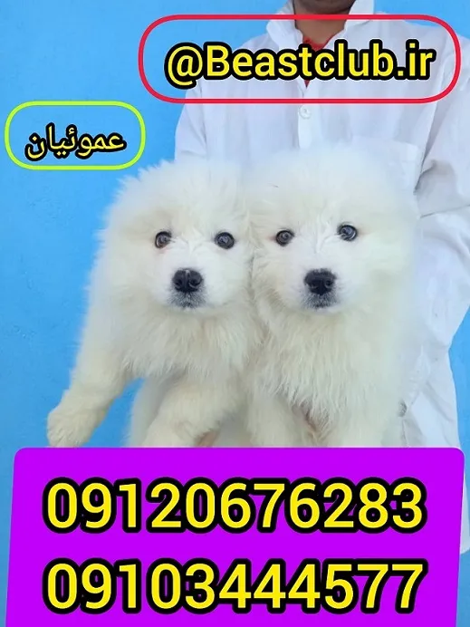 فروش-سگ-سامویید-با-ظاهری-زیبا-و-کاملا-اصیل