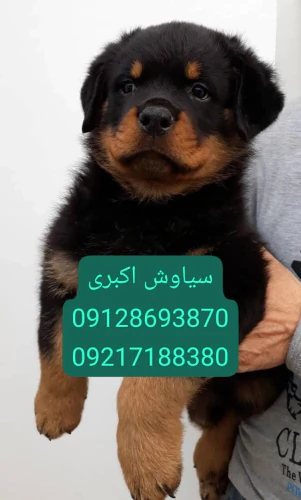 پانسیون-سگ-روتوایلر-اروپایی-پوزه-دلقکی