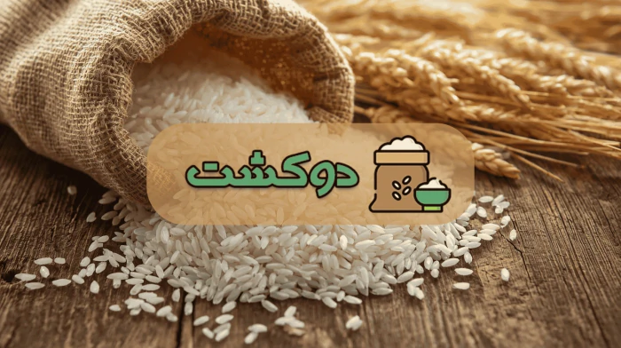 برنج-دوکشت؛-انتخابی-اصیل