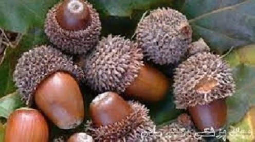فروش-دستگاه-پوست-کن-بلوط-با-شرایط-ویژه
