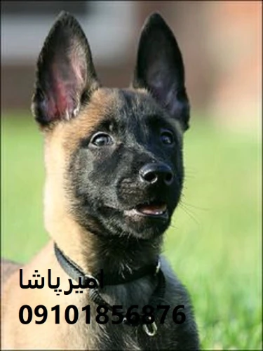 فروش-مالینویزِ-آماده-عملیاتی-در-محمدشهر