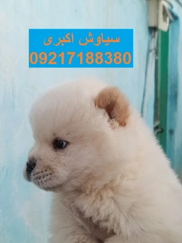 فروش-توله-سگ-نژاد-اصیل-چاو-چاو
