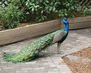 فروش-تضمینی-تخم-نطفه-دار-طاووس