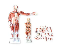 مانکن-عضلات-مرد-با-اجزا-داخلی