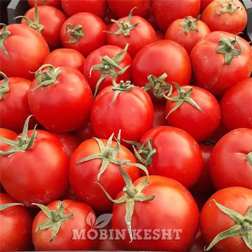 بذر-گوجه-برنتا-رقم-پرمحصول-برای-کشت-گلخانه-ای