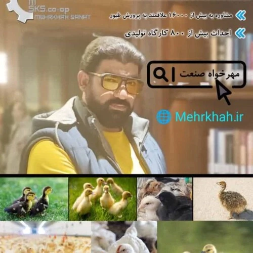 جوجه-گوشتی-جوجه-بومی-جوجه-تخم-گذار