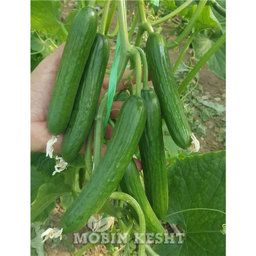 بذر-خیار-وزیر؛-انتخابی-برای-برداشت-اقتصادی