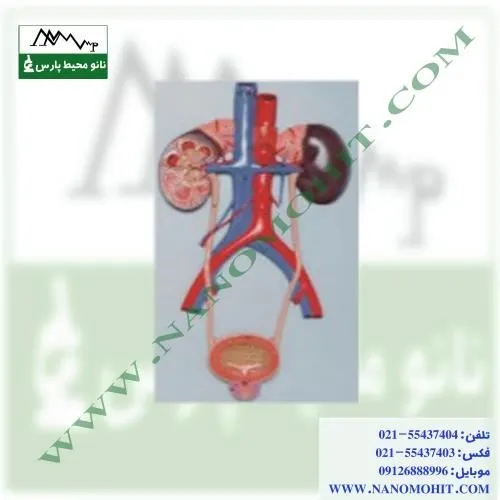 مولاژ-دستگاه-ادرار