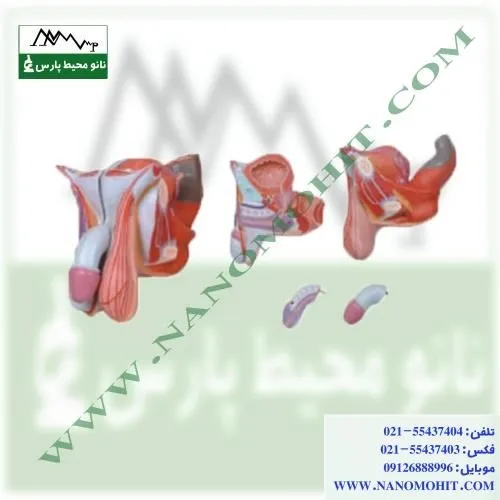 مولاژ-دستگاه-تناسلی-مرد