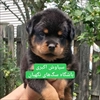 فروش سگ روتوایلر آمریکایی و اروپایی اصیل نژاد د