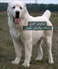 فروش سگ آلابای ترکمن اصیل و بالغ