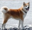 فروش  سگ اکیتا ژاپنی 