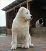 فروش سگ الابای سفید روسی 