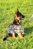 توله‌ سگ ژرمن شپرد اصیل - باهوش - وفادار و نگهب