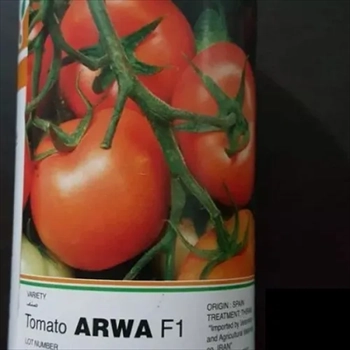 فروش بذر گوجه اروا 