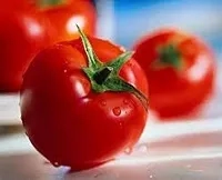 فروش بذر گوجه پتوپراید 6