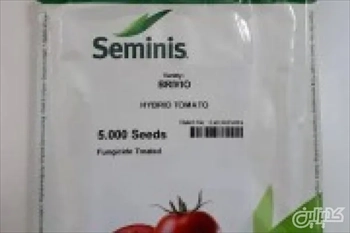 بذر گوجه هیبرید بریویو
