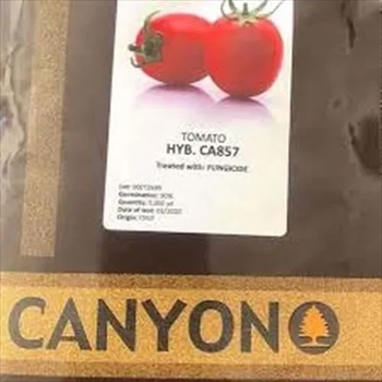 بذر گوجه فرنگی ca857hybکانیون