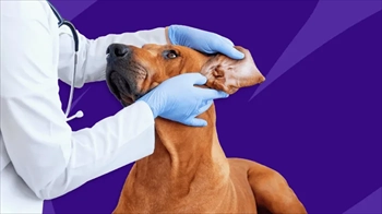 درمان بیماری سگ