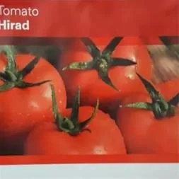 پخش و فروش بذر گوجه فرنگی گلخانه ای هیراد 