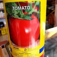 قیمت بذر گوجه یونی ژن