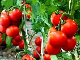 فروش بذر گوجه فرنگی مارول