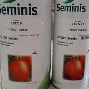 فروش بذر گوجه ایدن سمینیس 