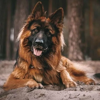 خرید و فروش سگ ژرمن شپرد در تیپ‌های مختلف