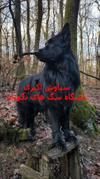 فروش سگ ژرمن ورک اصیل ارزان
