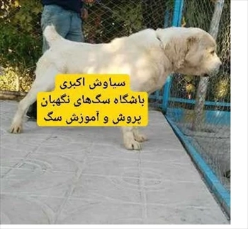 فروش استثنایی سگ قفقازی نگهبان اصیل