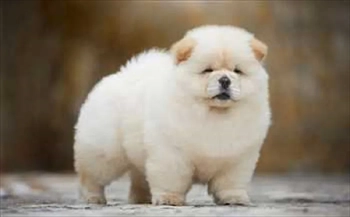 خرید سگ چاوچاو سفید توله،سگ پشمالوی سفید چاوچاو
