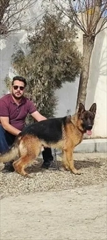 سگ ژرمن شپرد - خرید و فروش سگ ژرمن قیمت توله ژر