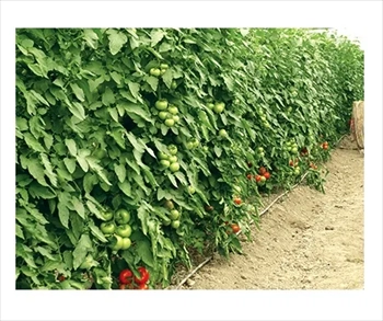 فروش بذر گوجه Kardelen F1 ترکیه