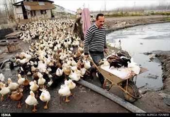 فروش جوجه اردک