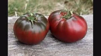 معرفی گوجه فرنگی پل رابسون | Paul Robeson Tomat