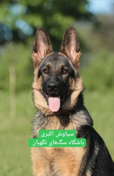 فروش سگ ژرمن شپرد نگهبان سگ ژرمن اصیل قیمت