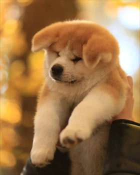 فروش سگ اکیتای ژاپنی توله و بالغ 
