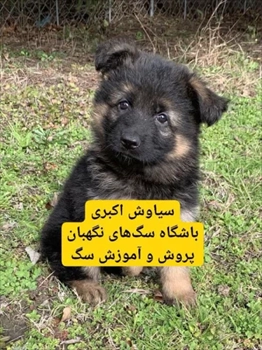 فروش استثنایی سگ ژرمن شپرد توله 2 ماهه