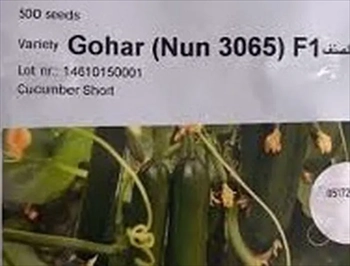 فروش بذر خیار گلخانه ای گوهر