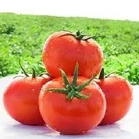 فروش بذر گوجه 40014 ME