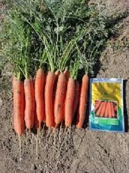 فروش بذر هویج نارین دارا