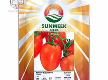 بذر گوجه فرنگی کایلا6699 سانمیک