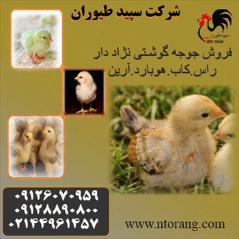 فروش جوجه مرغ گوشتی یک روزه با درآمد بالا_طیور 