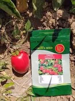 بذر گوجه فضای باز هیبرید اسپیدی