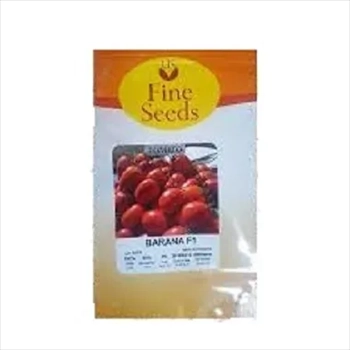 فروش بذر گوجه بارانا بذر گوجه فرنگی BARANA 