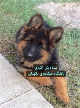 فروش سگ ژرمن شپرد توله قیمت ژرمن