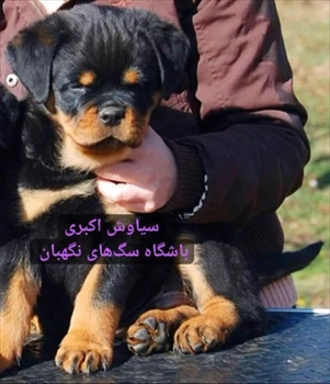 فروش سگ روتوایلر دو ماهه اصیل